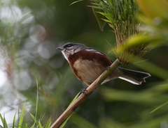Castanozoster thoracicus