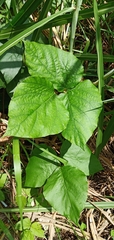 Pueraria montana