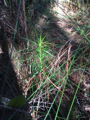 Dracophyllum sinclairii