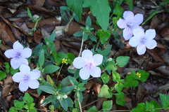 Ruellia humilis