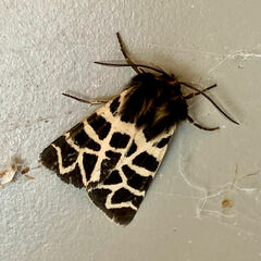 Apantesis nevadensis