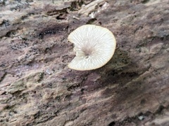 Arrhenia epichysium