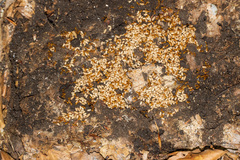 Lasius