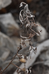 Artemisia michauxiana