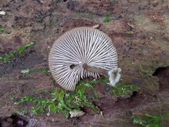 Arrhenia epichysium