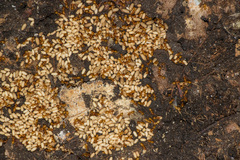 Lasius