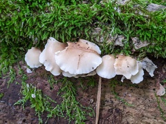 Hohenbuehelia angustata