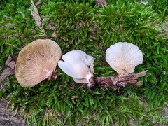 Hohenbuehelia angustata