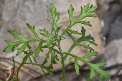Artemisia michauxiana