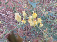 Linaria dalmatica