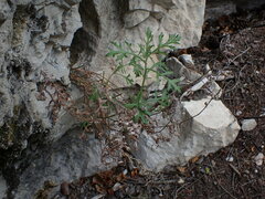 Artemisia michauxiana