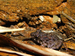 Limnonectes macrodon