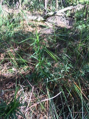 Dracophyllum sinclairii