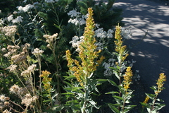 Solidago lepida