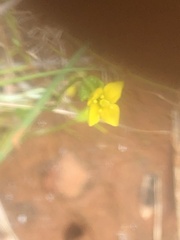 Cicendia quadrangularis