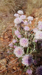 Gomphrena kanisii