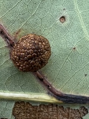 Acraspis pezomachoides