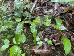 Polygonatum