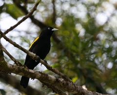 Cacicus chrysopterus