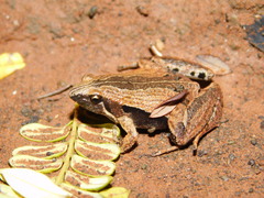 Microhyla achatina