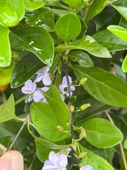Duranta