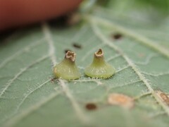 Celticecis spiniformis