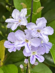 Duranta