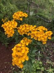 Tagetes lucida