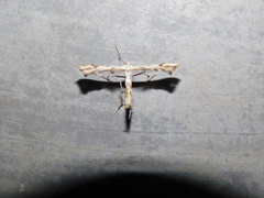 Platyptilia