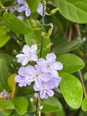 Duranta