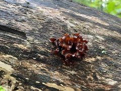Phaeotremella