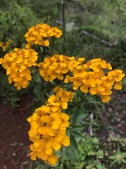 Tagetes lucida