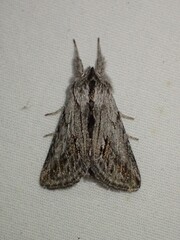 Pleromelloida cinerea