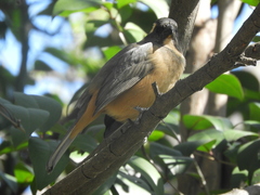 Saltator aurantiirostris