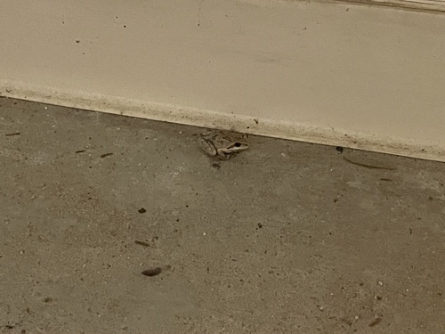 iNaturalist observation photo of Pacific chorus frog