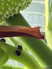 Coptosoma xanthogramma