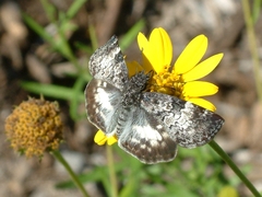 Chiomara georgina