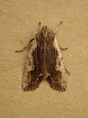Lithophane petulca