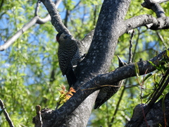 Colaptes melanochloros