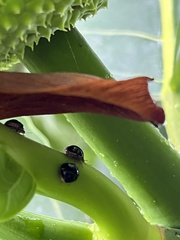 Coptosoma xanthogramma