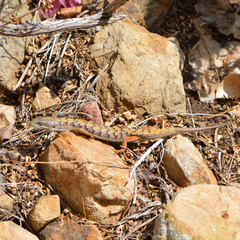 Elgaria multicarinata webbii