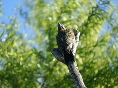 Colaptes melanochloros