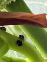 Coptosoma xanthogramma