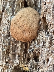 Hypoxylaceae