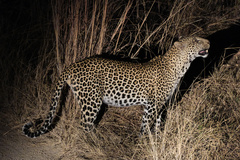Panthera pardus pardus