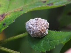 Neolasioptera farinosa