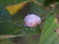 Neolasioptera farinosa