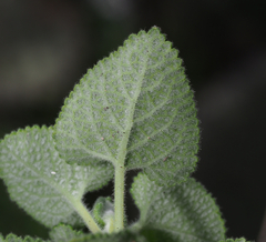 Salvia aspera
