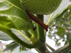 Coptosoma xanthogramma