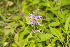 Stachys pilosa